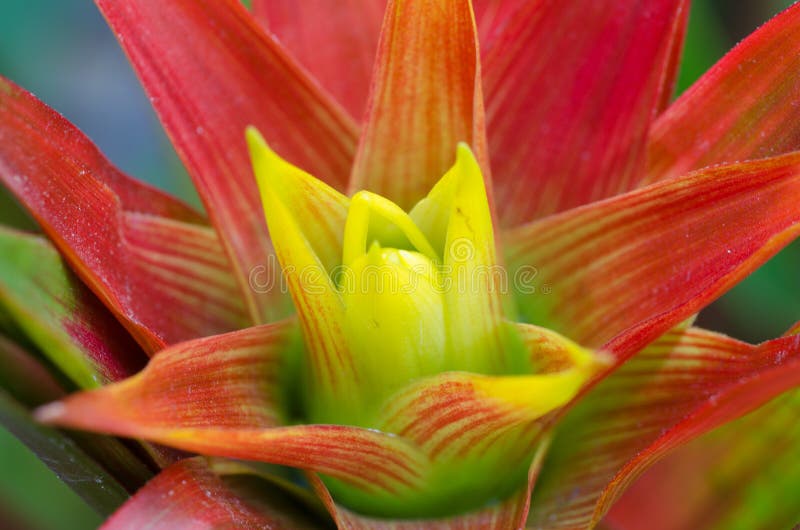 Bromeliad flower