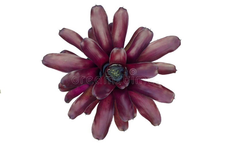 Bromeliad