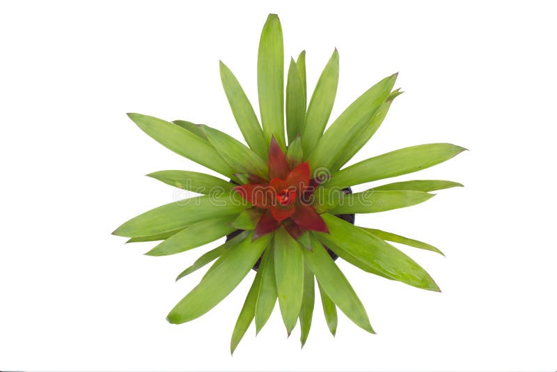Bromeliad