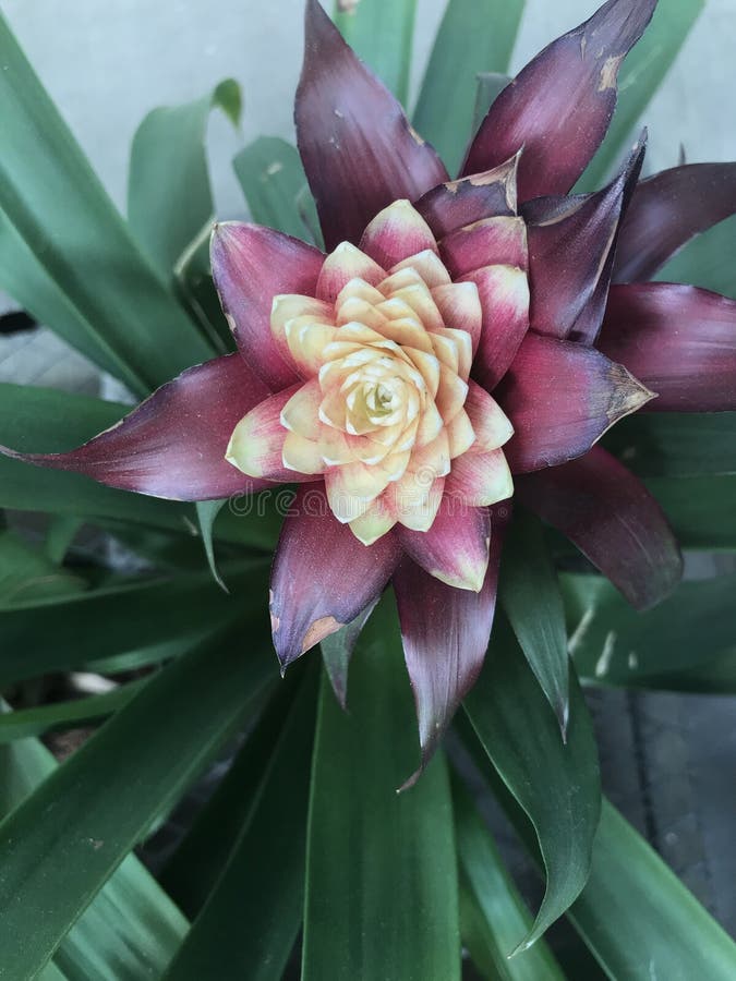 Bromeliad lila kräm 5405 fotografering för bildbyråer. Bild av stänga -  197635291