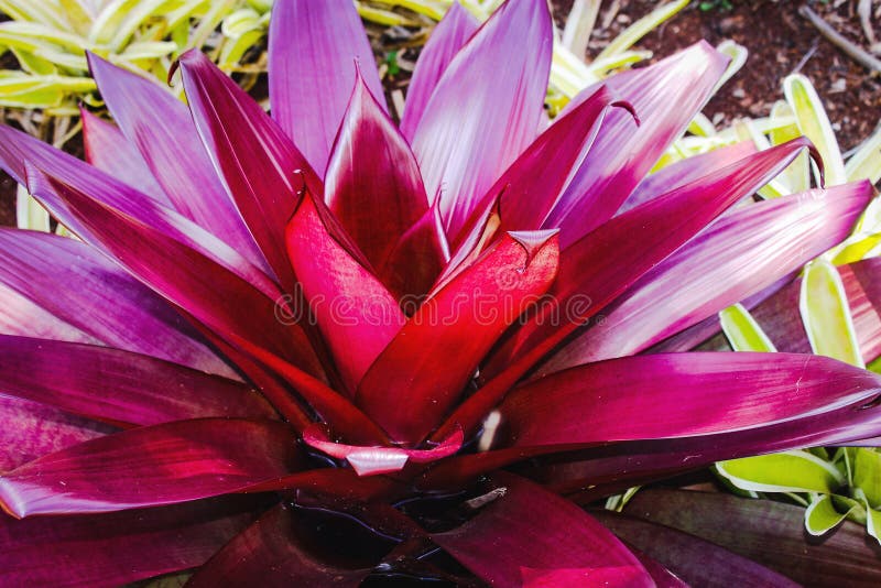 Bromeliad Neoregelia