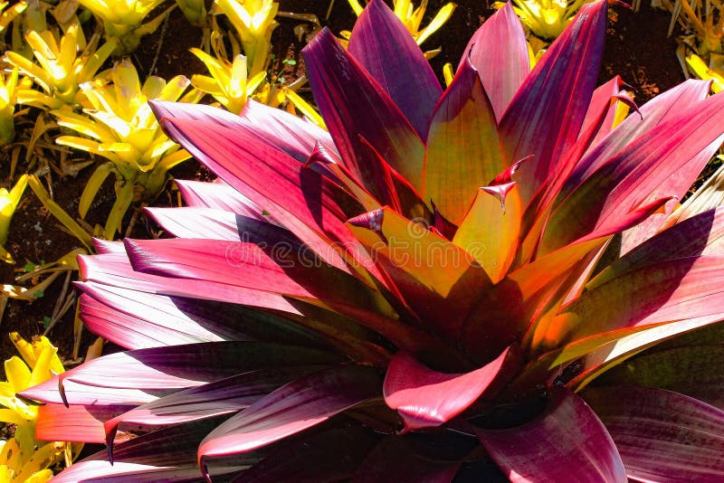 Bromeliad Neoregelia