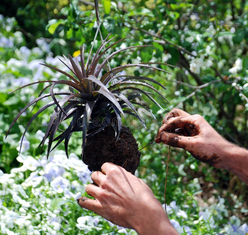 Bromeliad Orchid Gardening