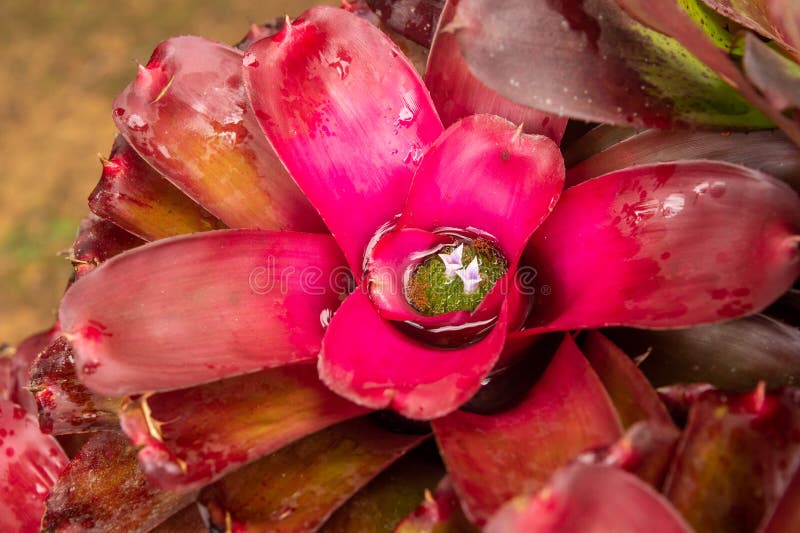 Bromeliad Plant in an Outdoor Garden Stock Image Image of fresh