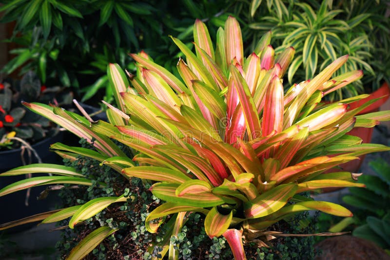 Bromeliad Plant Under Morning Sunlight Stock Photo Image of bromeliad