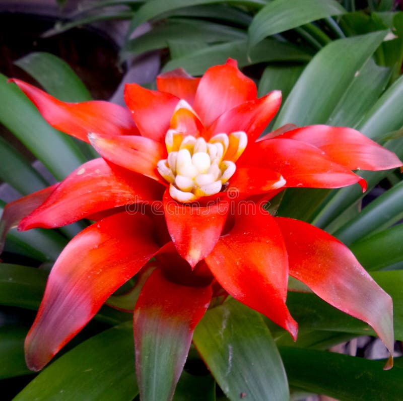 Bromeliad red flower stock photo. Image of bromeliads - 50290592