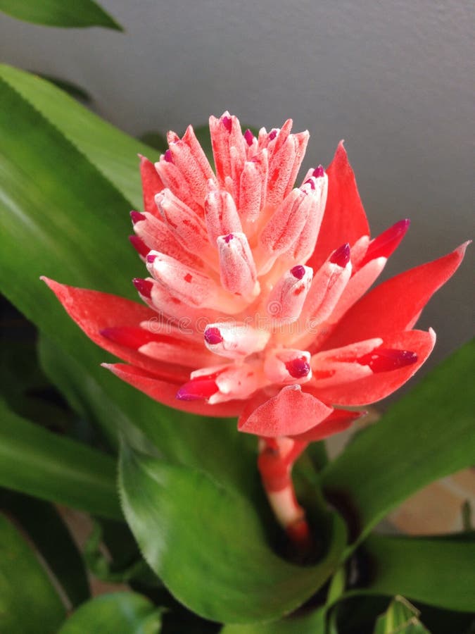 Bromeliad red flower stock image. Image of wallpaper - 56545025