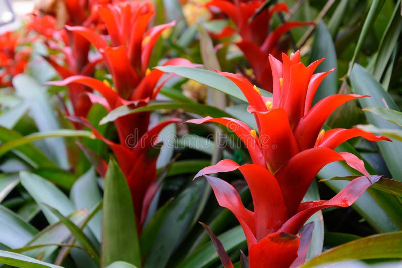 Bromeliad red flower