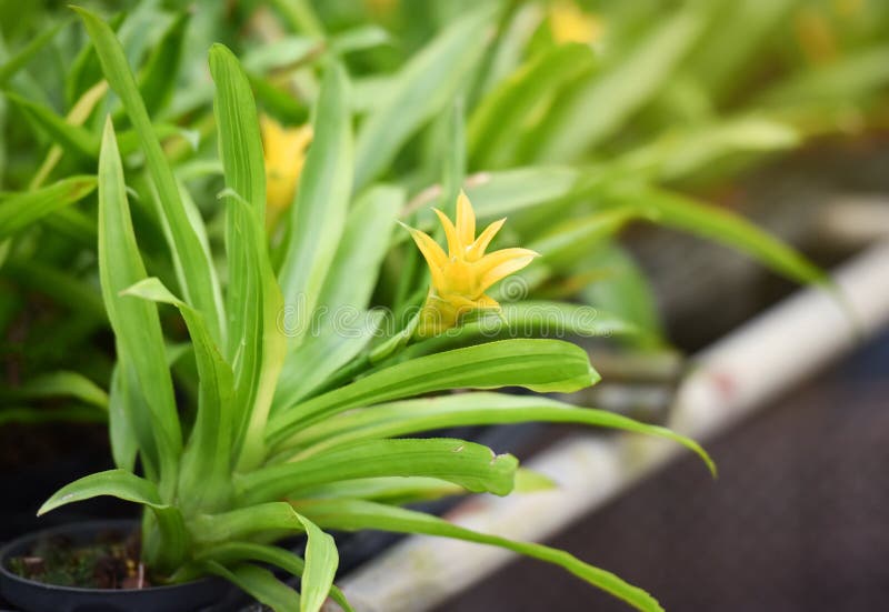 Yellow Bromeliad Guzmania Plant Stock Image Image of decorative