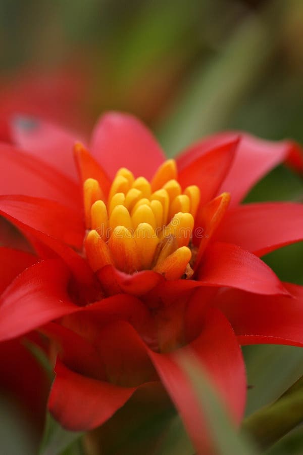 Bromeliads in Bloom