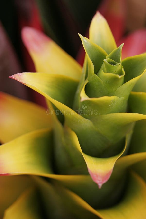 Bromeliads in bloom