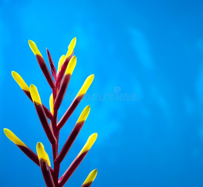 Bromeliads, Bromeliaceae. Close-up of vivid panicle of magenta stem and yellow petals bromeliads plant. Isolated on blurry blue grunge background. Off-center royalty free stock photography