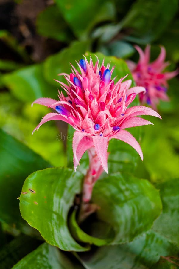 Bromeliads