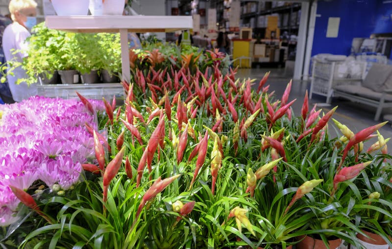 Bromeliads or Vriesia are a tropical plant. Aechmea fasciata, Urn plant,guzmania. A bromeliad flower is in a flower shop royalty free stock photography