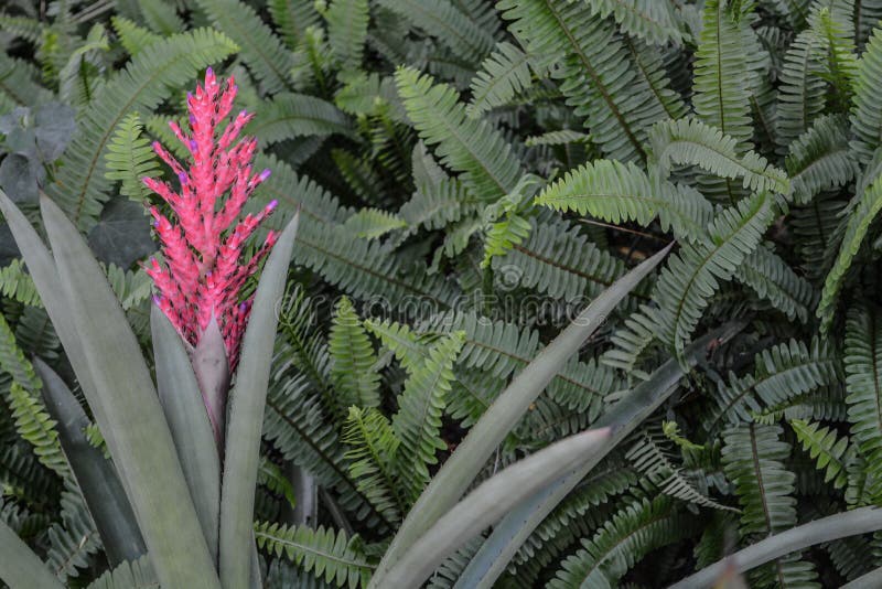 Bromelie Aechmea Distichantha Das Bei Mead Botanical Garden Im