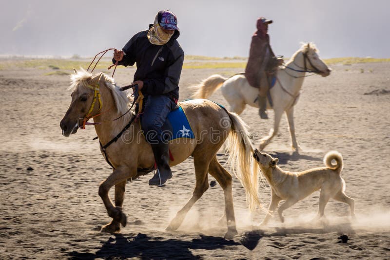 A dog chases and bites the horse tail of a horse rider at Bromo