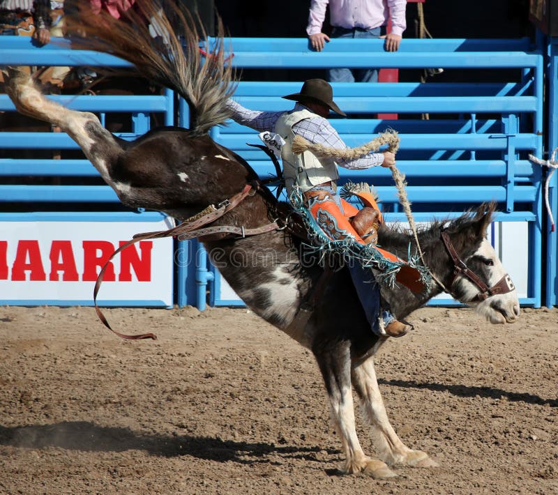 Bronco bucking da equitação do cowboy fotografia de stock Bronco bucking da equitação do cowboy fotografia de stock