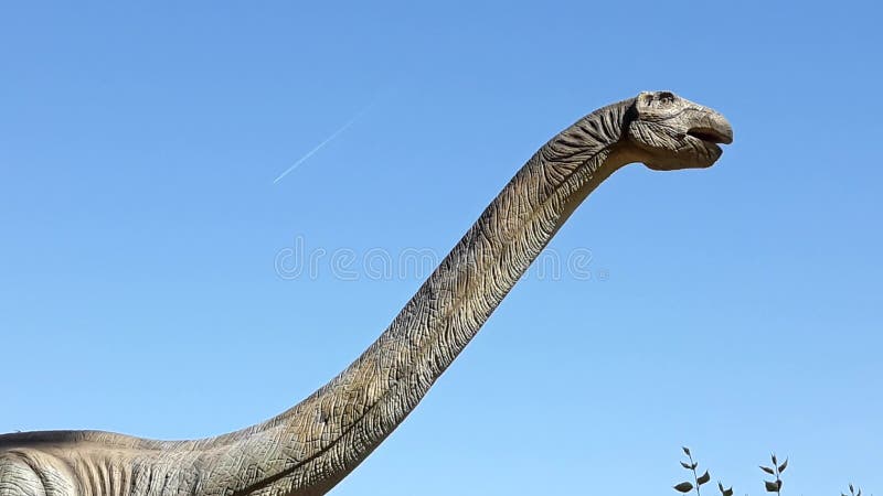 Brontosaurus långhalshals, herbivoral dinosaur lager videofilmer