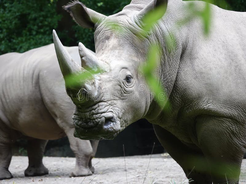 Members of the rhinoceros family are characterized by their large size, they are some of the largest remaining megafauna, with all of the species able to reach one tonne or more in weight; as well as by an herbivorous diet; a thick protective skin,. Members of the rhinoceros family are characterized by their large size, they are some of the largest remaining megafauna, with all of the species able to reach one tonne or more in weight; as well as by an herbivorous diet; a thick protective skin,