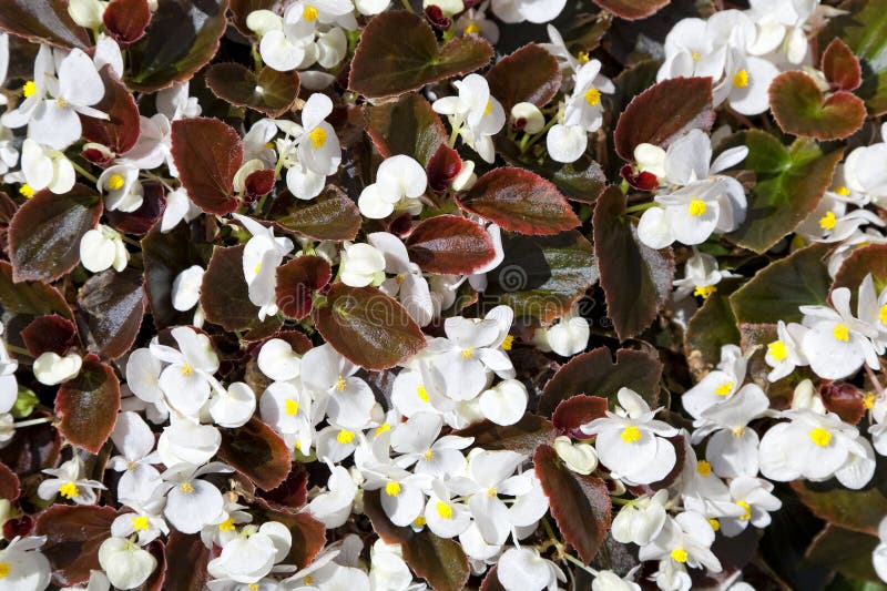 Bronze Leaf Begonias stock image. Image of bunch, petal 19886319