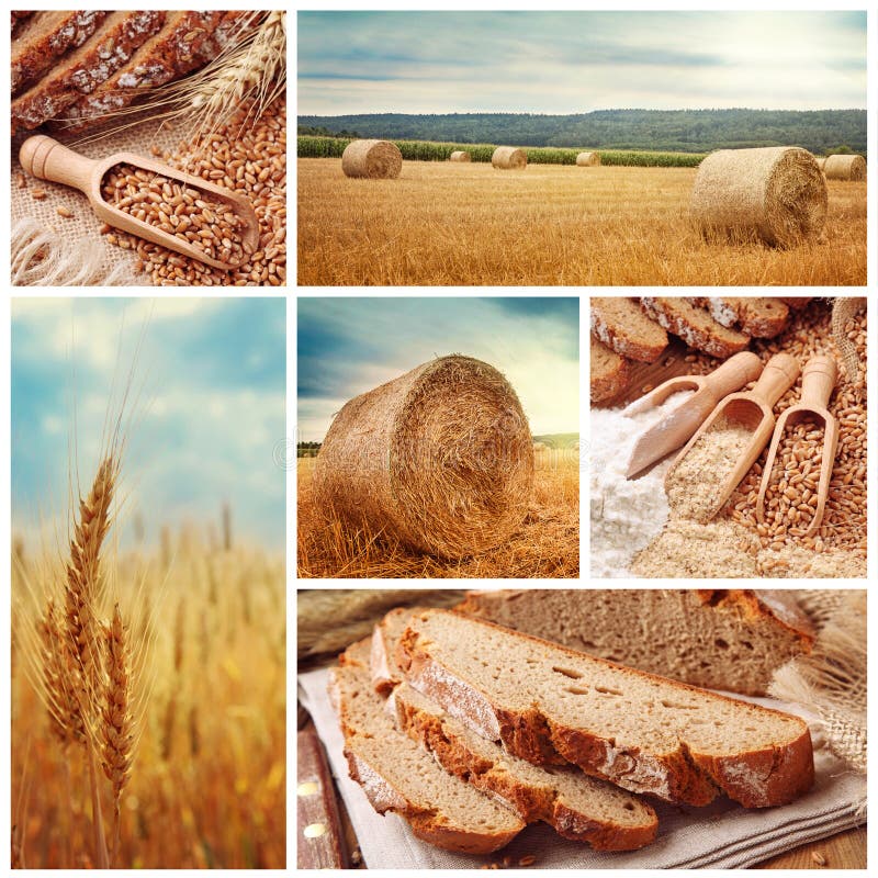 Brood en het oogsten tarwe