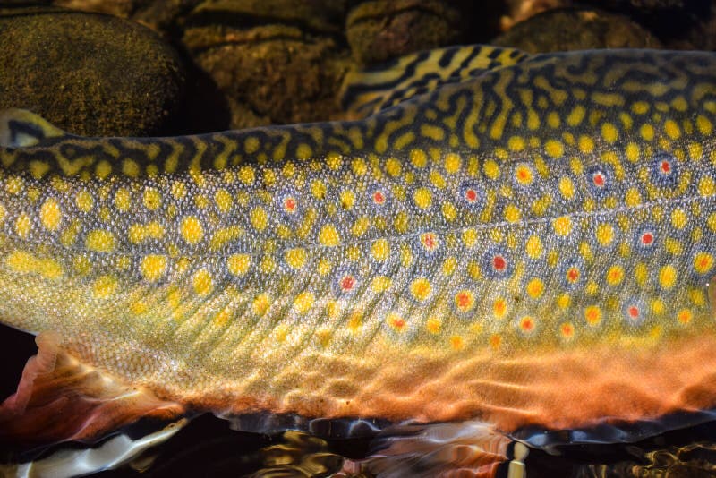 Brook Trout