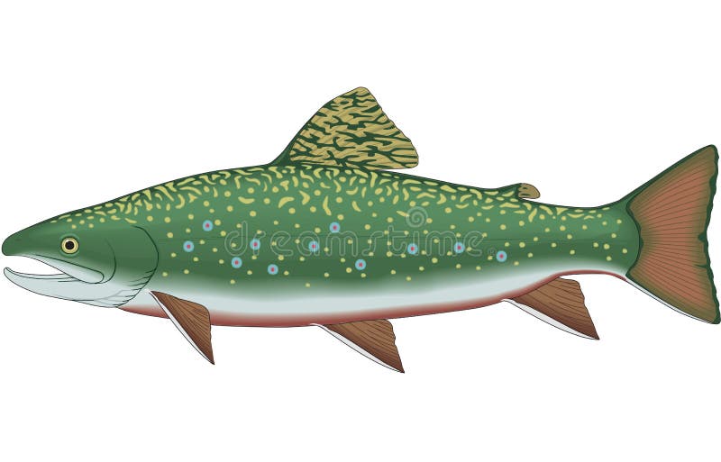 Brook Trout Illustration