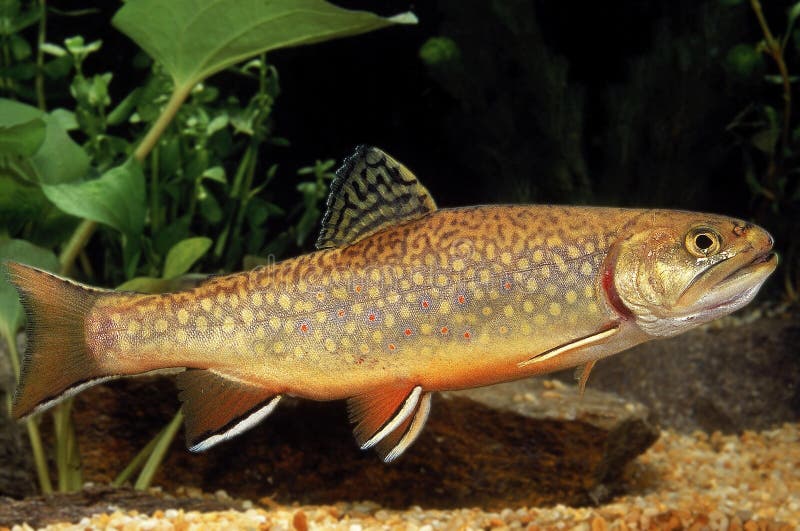 Brook Trout, salvelinus fontinalis