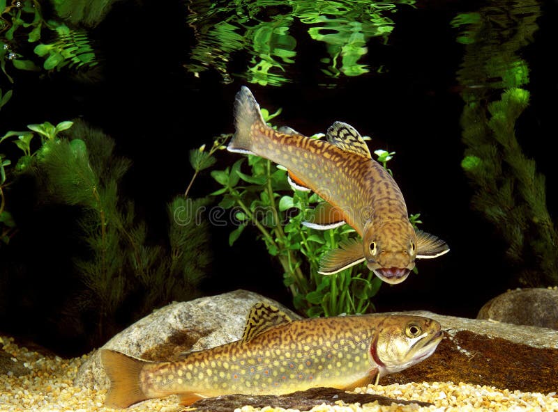 2,515 Brook Trout Stock Photos - Free & Royalty-Free Stock Photos from  Dreamstime