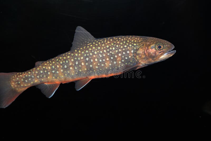 Brook trout