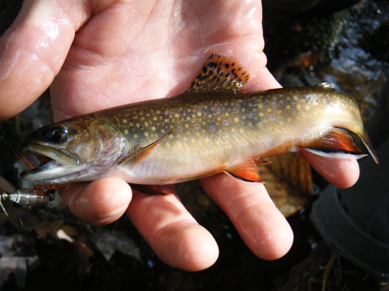 1,674 Brook Trout Photos Free & RoyaltyFree Stock Photos from Dreamstime