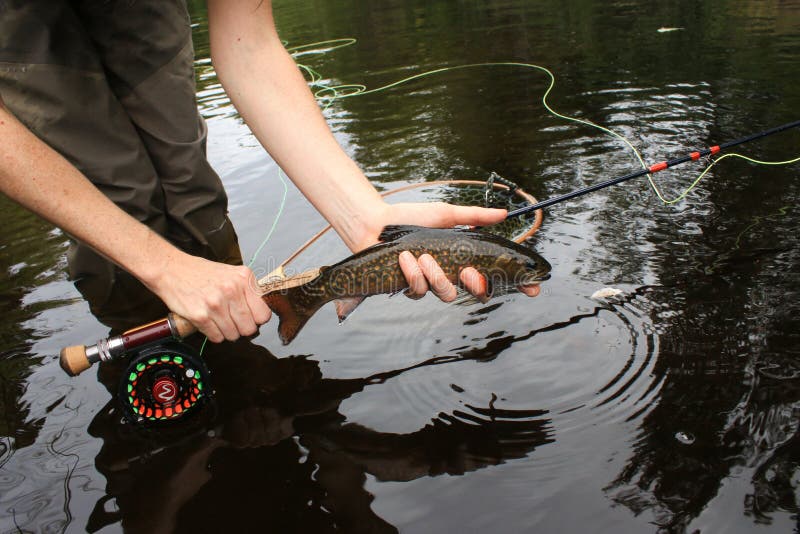1,818 Fishing Brook Trout Stock Photos - Free & Royalty-Free Stock