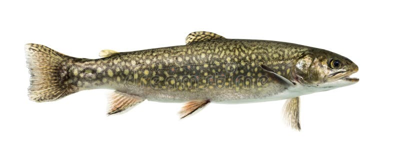 Brook trout swimming, isolated