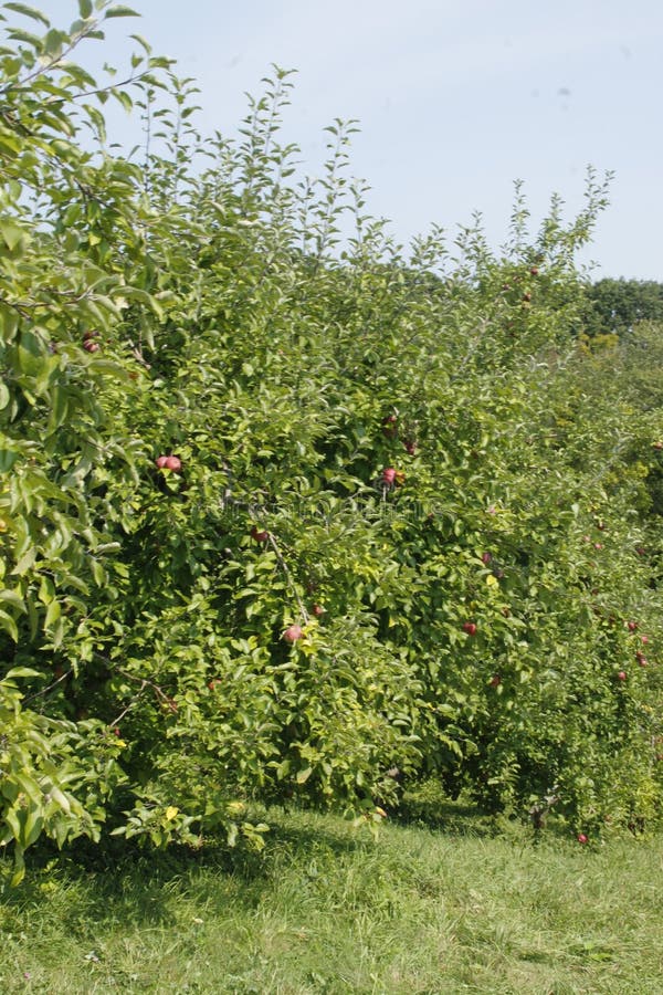 Cortland Apple Tree – Windham County Natural Resources