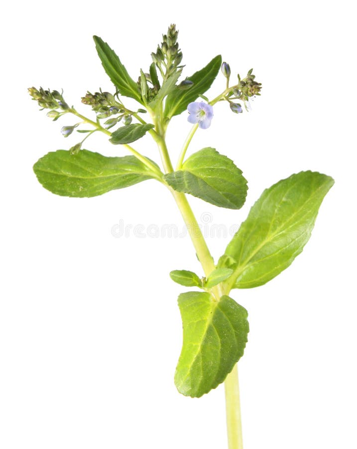 Brooklime or European speedwell isolated on white background. Medicinal plant stock images Brooklime or European speedwell isolated on white background. Medicinal plant stock images