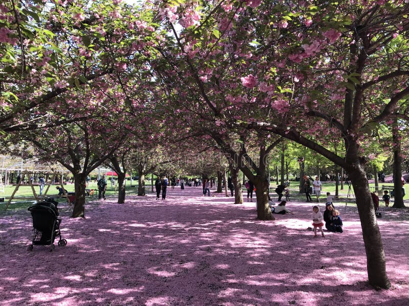 Garden At The Brooklyn Botanic Gardens On A Sunny Spring Day