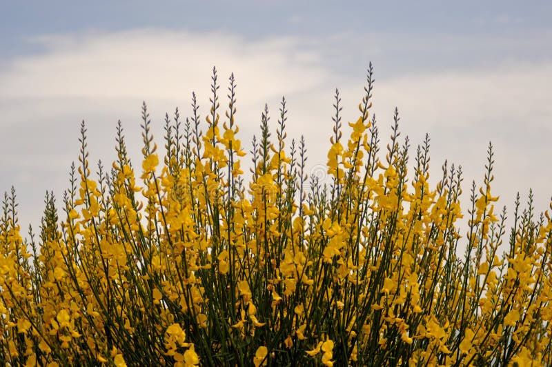 Broom Bushes With Yellow Flowers Stock Photo Image of broom, fresh
