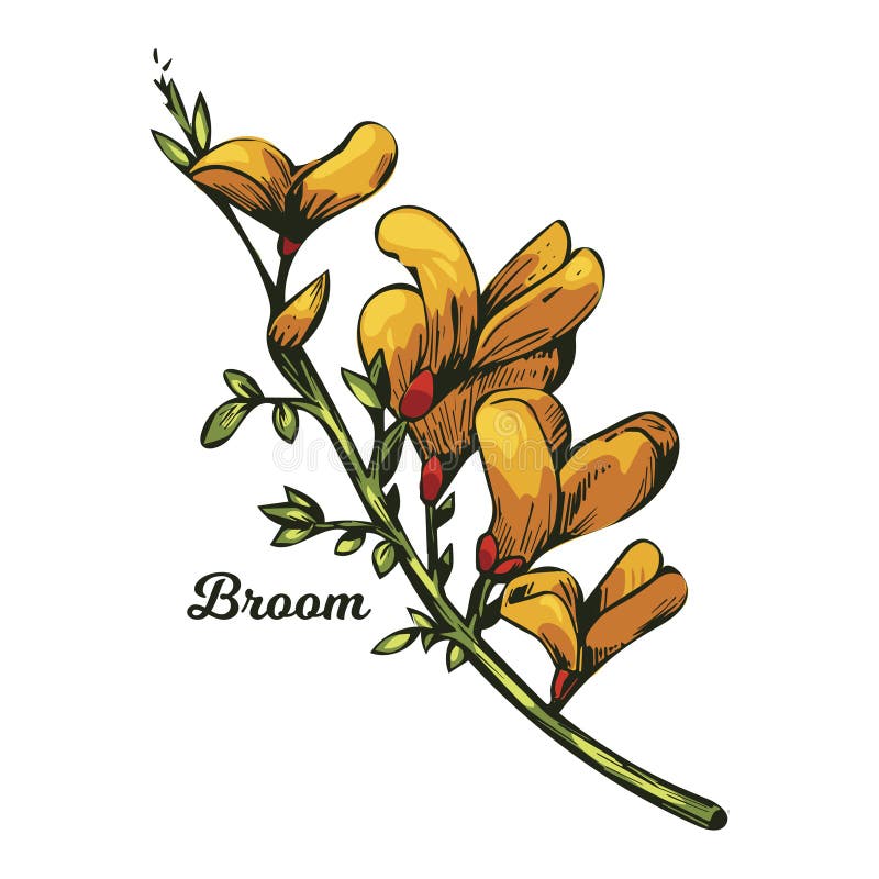 Broom flower, dyers greenwood, weed and whin, furze, green broom, greenweed, wood waxen vector illustration of yellow blooming