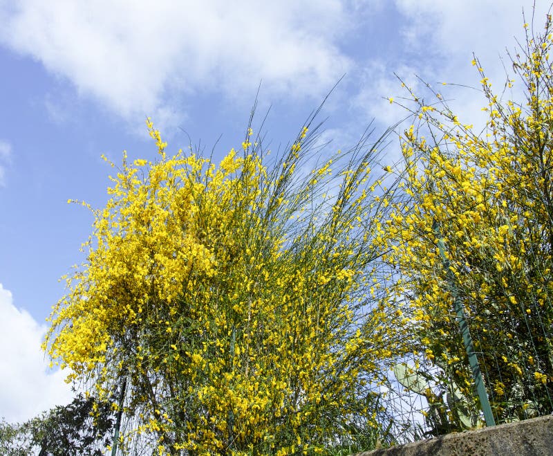 Broom in Flower in a Garden Stock Image Image of scoparius, bush