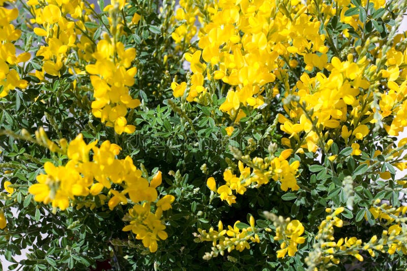 Broom flowers stock image. Image of bush, flowers, bloom 207144841