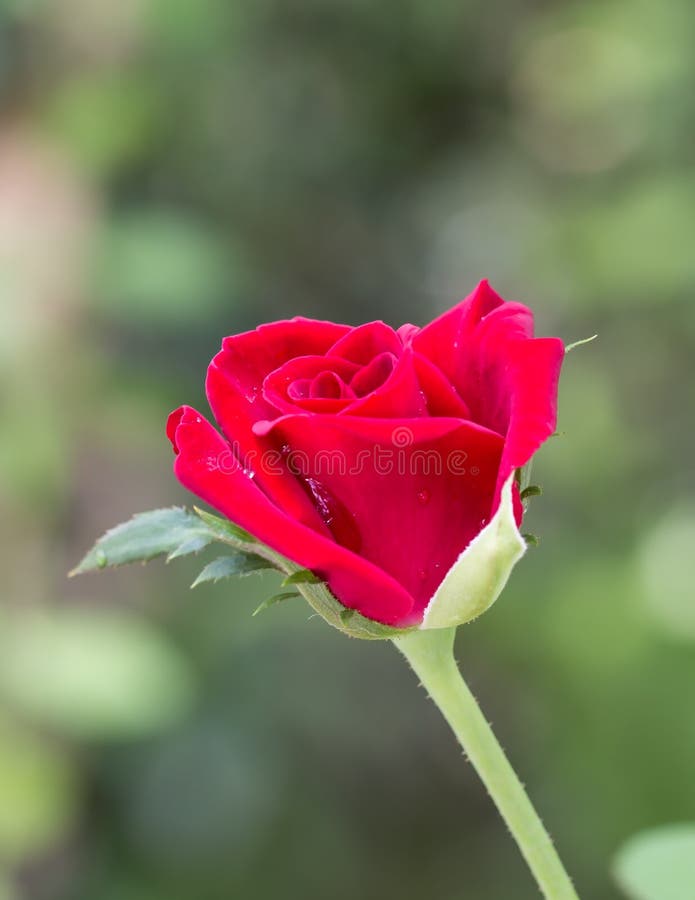 Broom Red Rose for Valentine Day Stock Photo Image of garden, close
