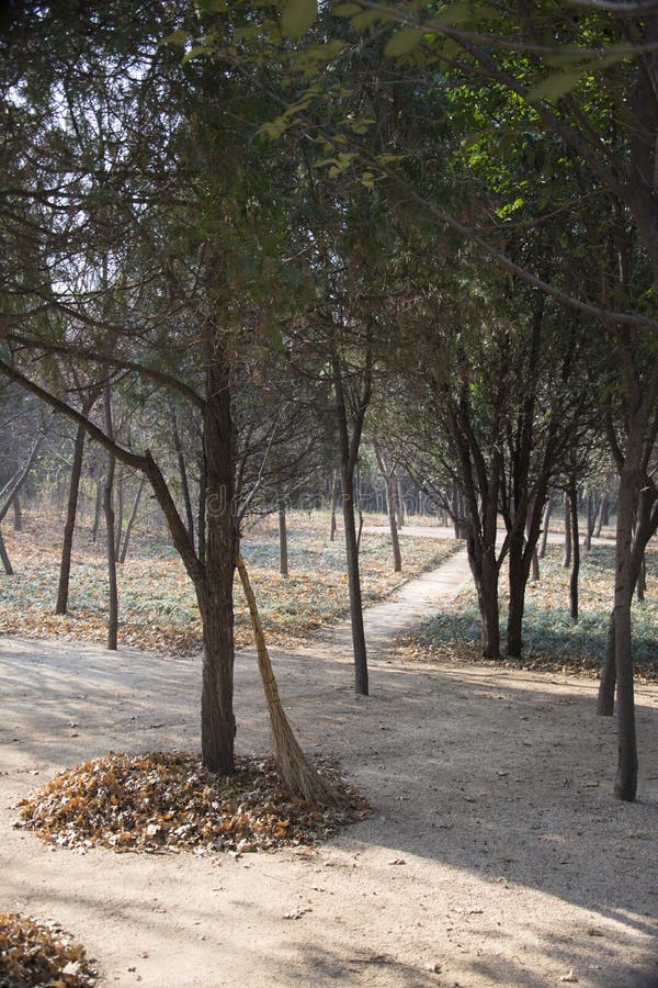 The broom and tree stock photo. Image of large, leaves 35699934