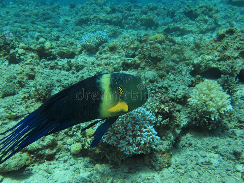 Broomtail Wrasse lizenzfreie stockbilder Broomtail Wrasse lizenzfreie stockbilder