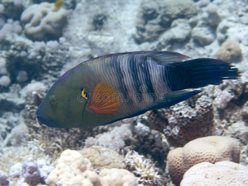 Broomtail-Wrasse stockfotos Broomtail-Wrasse stockfotos
