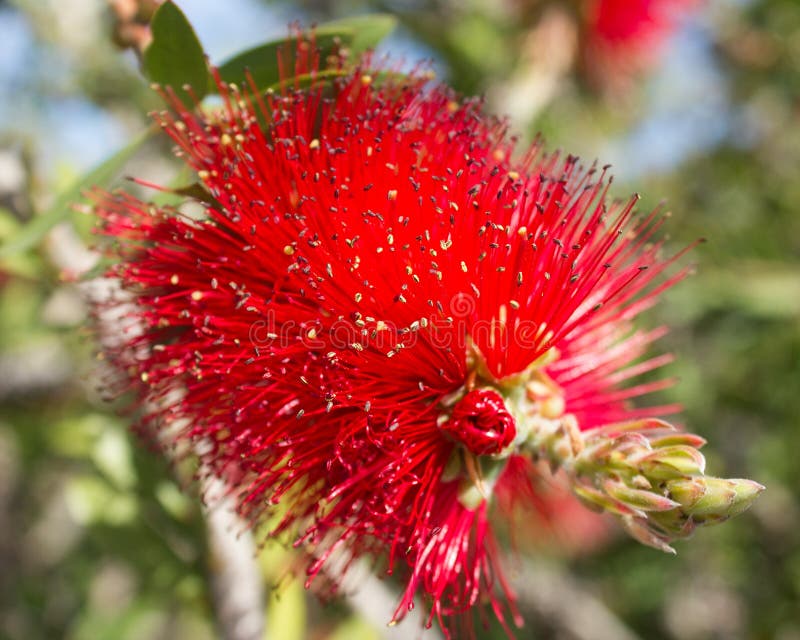Brosse de bouteille, callistemon, fleur, botanique image stock Brosse de bouteille, callistemon, fleur, botanique image stock