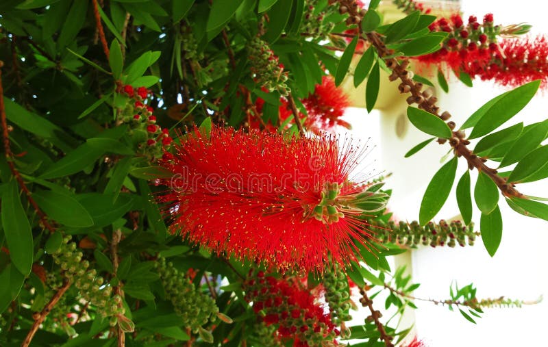 Brosse de bouteille rouge de fleur Callistemon images libres de droits Brosse de bouteille rouge de fleur Callistemon images libres de droits