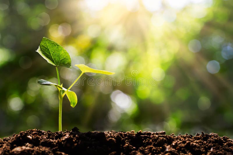 Brotar no bokeh verde borrado com fundo macio da luz solar fotos de stock Brotar no bokeh verde borrado com fundo macio da luz solar fotos de stock