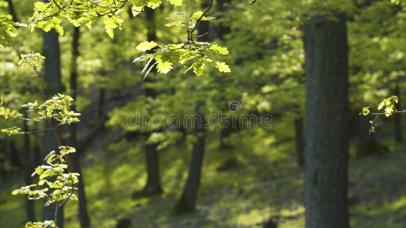 Brote de primavera de hoja de roble brillante fresco en el bosque almacen de metraje de vídeo