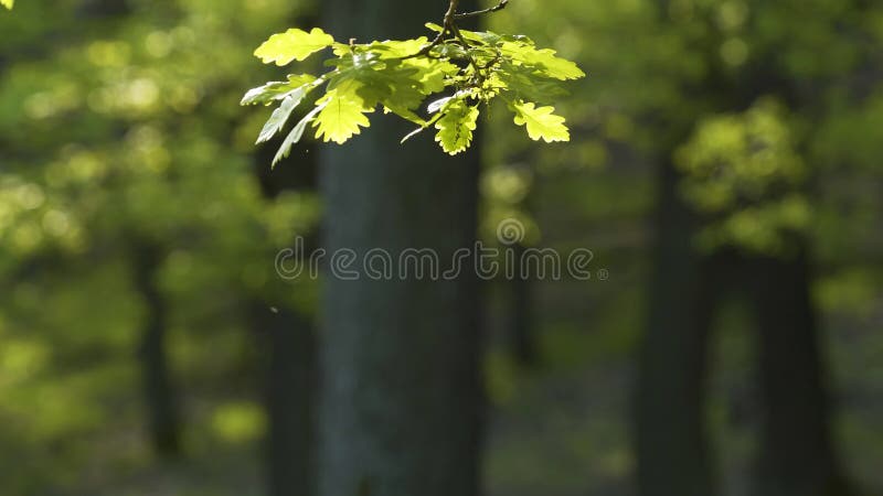 Brote de primavera de hoja de roble brillante fresco en el bosque almacen de metraje de vídeo
