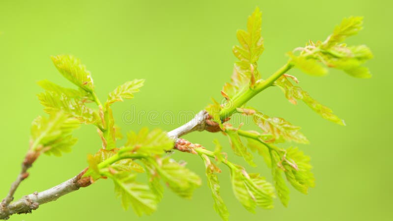 Brote de primavera de hoja de roble brillante fresco en el bosque. hojas verdes claras de un roble joven. cerrar. almacen de metraje de vídeo